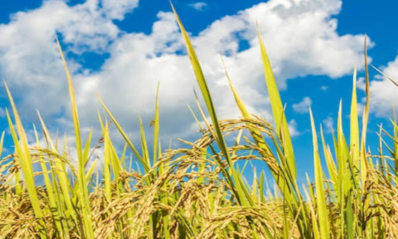 কোন কোন ফসলের যাকাত দিতে হবে