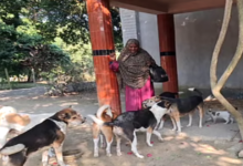 রাজশাহীর সেই নারী, যিনি ২০টির বেশি কুকুর-বিড়ালের মা হয়ে উঠেছেন!